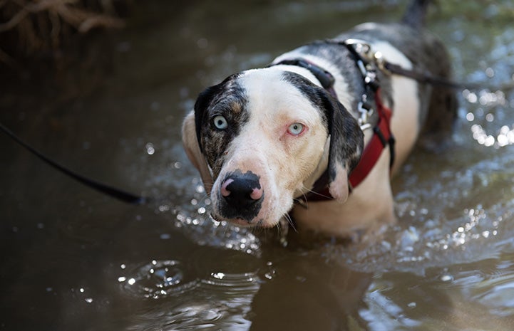 Frankie the dog in the water of a creek