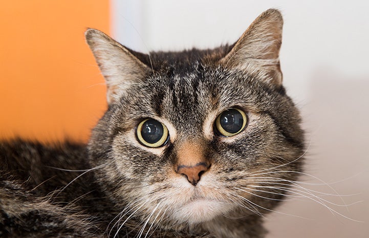 A wide-eyed Yorbia the brown tabby cat