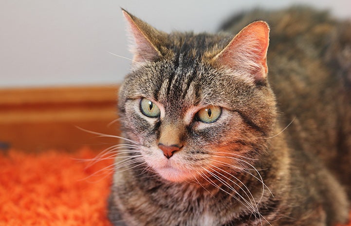 Brown tabby cat Yorbia on an orange carpet or blanket