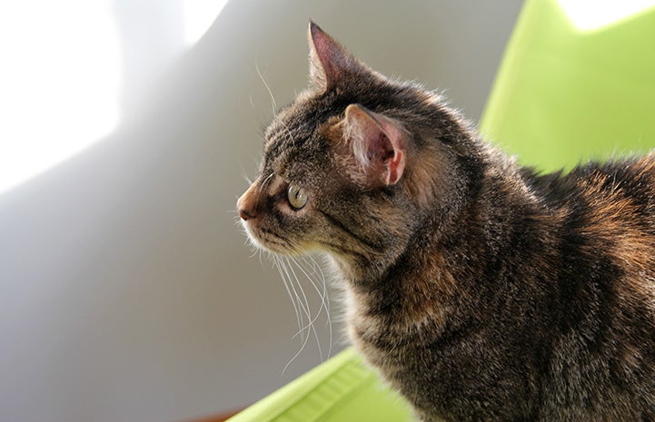 A profile of Yorbia the brown tabby cat with a green background