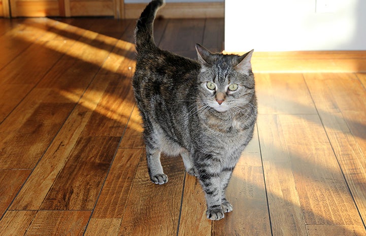 Brown tabby cat Yorbia on a wooden floor
