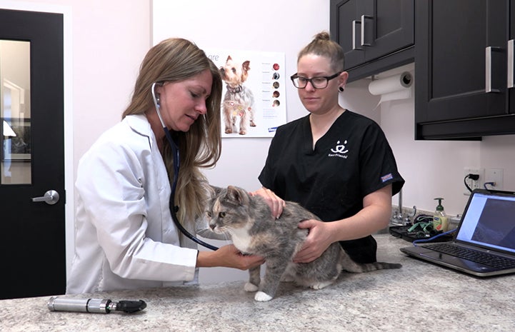 Sophie the dilute calico cat getting a pre-surgery exam to check out her paws