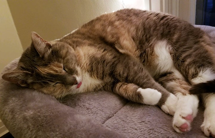 Sophie the dilute calico cat sleeping with a little of her tongue sticking out