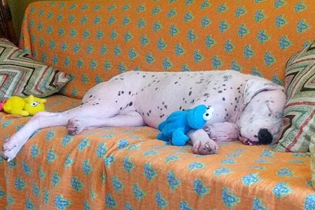 Rosie the dog, cleared of mange, sleeping on a couch