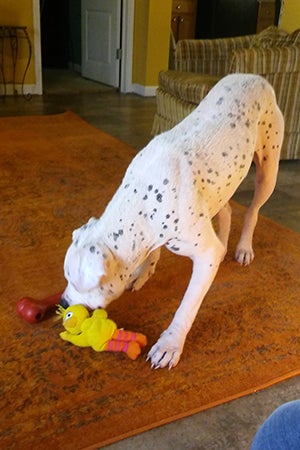 Rosie, healed from the mange, in a home with toys