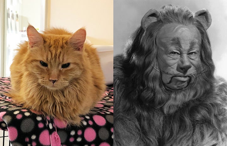 Dennis the cat next to the Cowardly Lion from "The Wizard of Oz" as look-alikes
