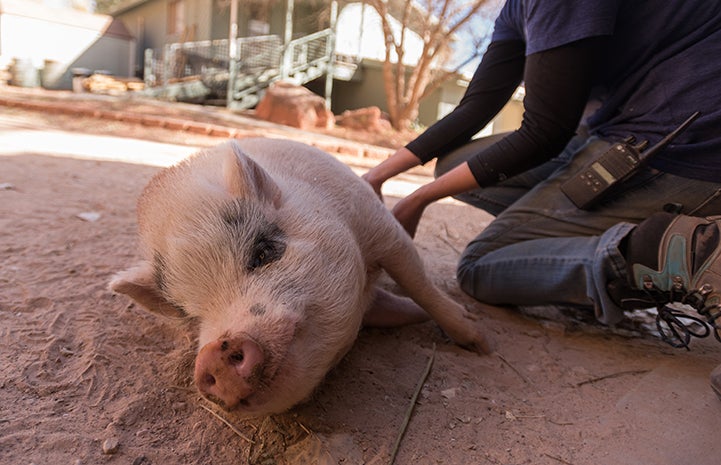 Once aggressive toward people, Diesel the potbellied pig now enjoys getting a belly rub