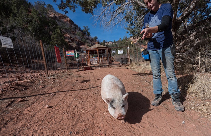 No longer ornery and aggressive, Diesel the potbellied pig has become a favorite walking buddy for staff and volunteers