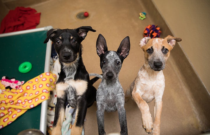 Three puppies, Hike, Fly and Swim, who survived distemper