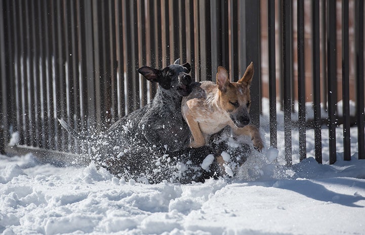 Two puppies playing in the snow