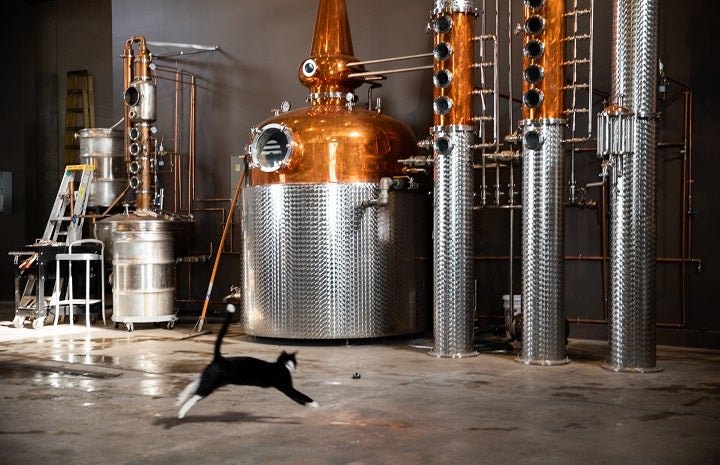 Gimlet the cat running through the SLC distillery