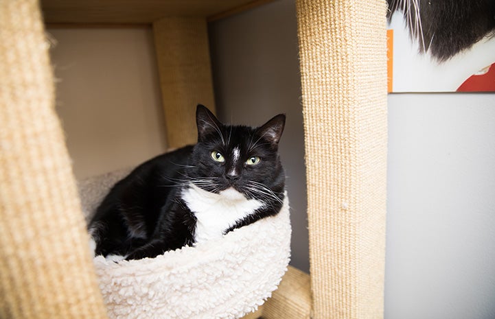 Arizona the black and white cat lying in a cat tree