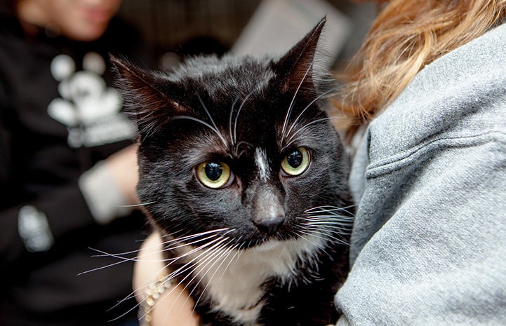 Arizona the black and white cat after being transported from Atlanta to New York City