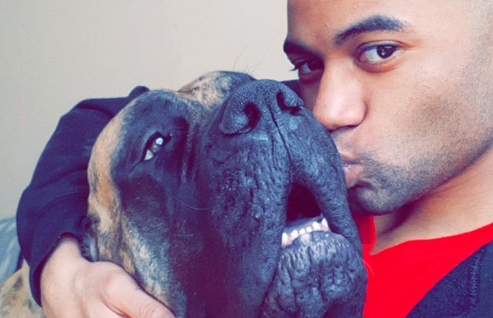 Ryan Hoo giving a kiss to the face of Hazel the Mastiff dog
