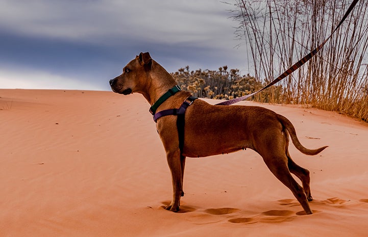 Rad the dog on a leash on a sand dune