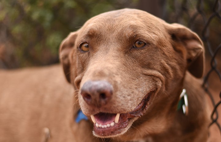 Rella, the senior chocolate Labrador retriever mix