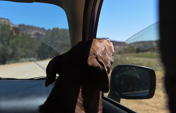 Rella the dog going on a car ride, looking out the window toward the rear view mirror