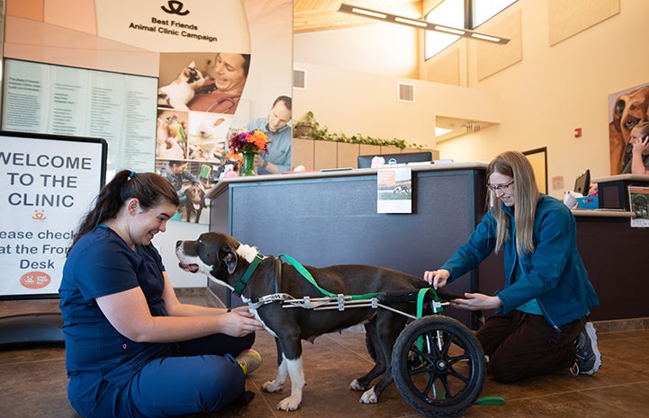 Audrey the dog using a canine wheelchair, at the clinic with Kelsie and Dr. Nova