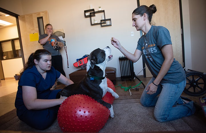 Audrey the dog doing physical therapy on a big ball, trying to get up to reach a treat held by a woman