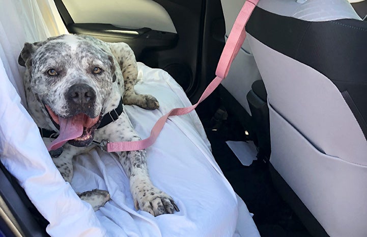 Johnny Houla the dog leashed in the sheet-covered back seat of a car