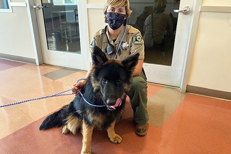Animal Control Officer Jenae Marquez wearing a mask next to a shepherd on a leash