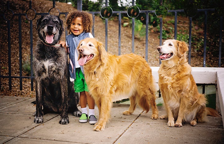 Ava the golden retriever with two other dogs and a smiling young girl
