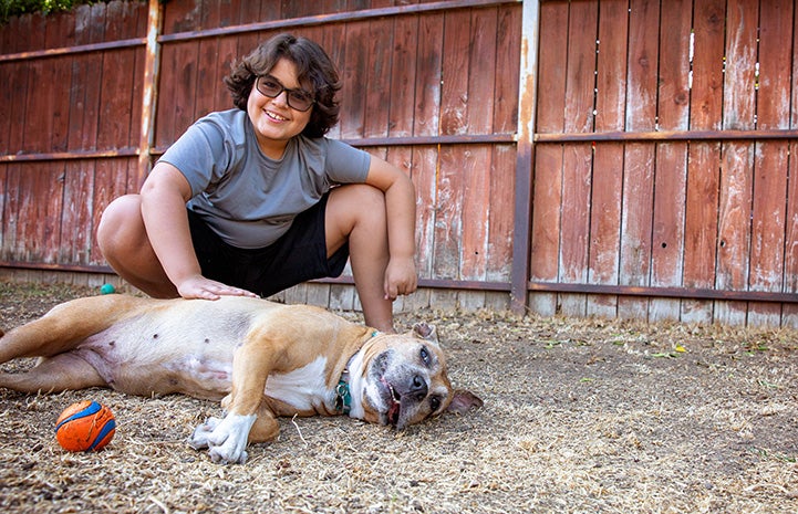 Boxy Brown the dog lying down while a smiling person pets her