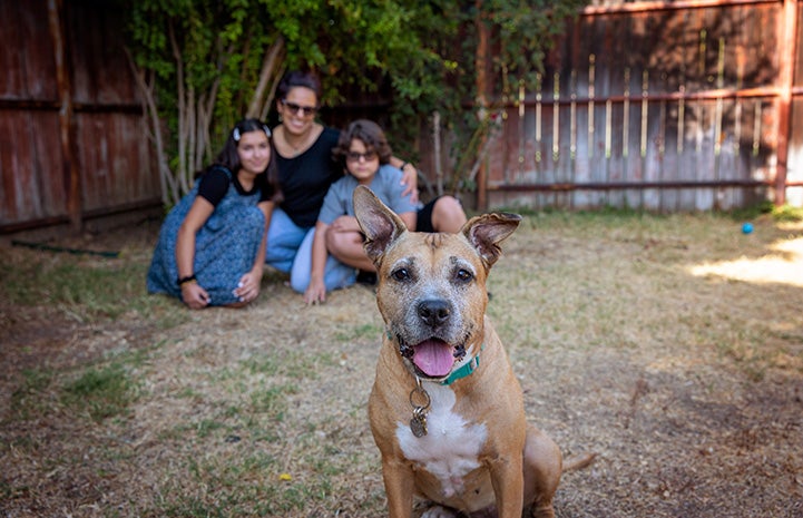 Boxy Brown the dog in the foreground with her new family in the background