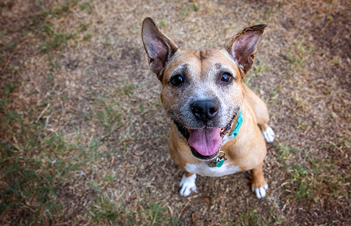 Boxy Brown, a brown dog with gray muzzle, smiling
