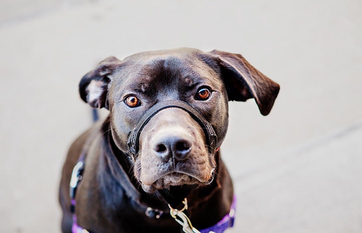 The face of Gus the dog, wearing a Gentle Leader head harness and leash