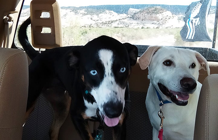 Bud and another dog sitting next to each other in the back seat of a vehicle