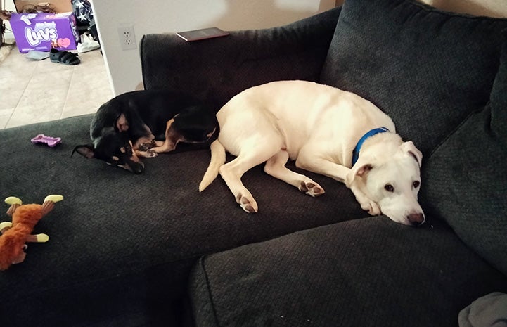 Bud and another dog lying next to each other on a couch