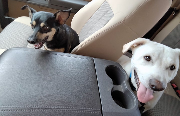 Bud the dog next to another dog in the side sand back seats of a vehicle