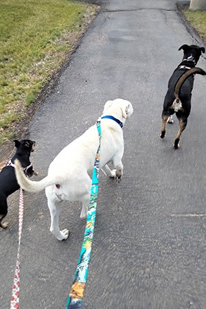 Bud the dog on a leashed walk with two other dogs