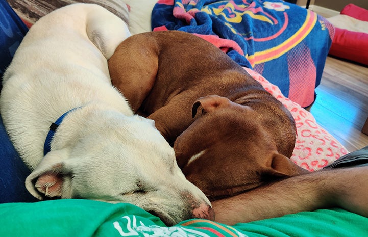 Bud sleeping next to another dog