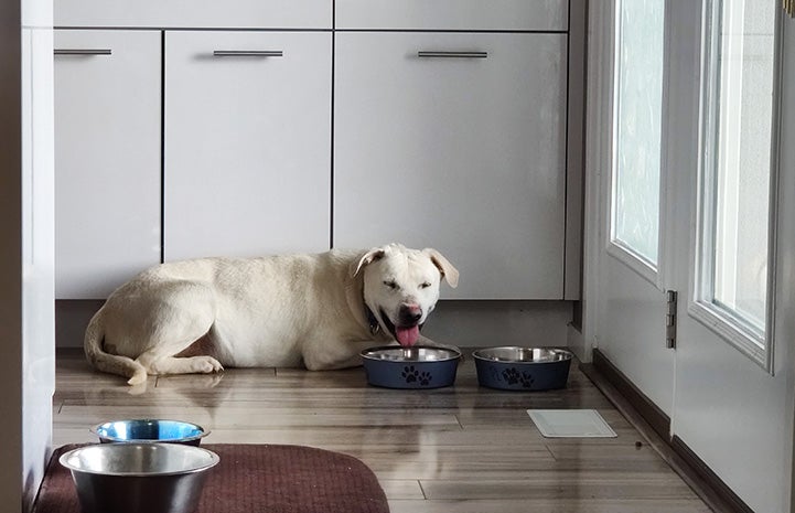 Bud the dog lying on the kitchen floor next to two stainless steel bowls