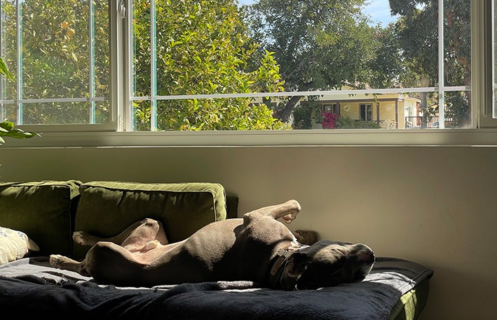 Cannoli the dog lying upside down on a couch under a window