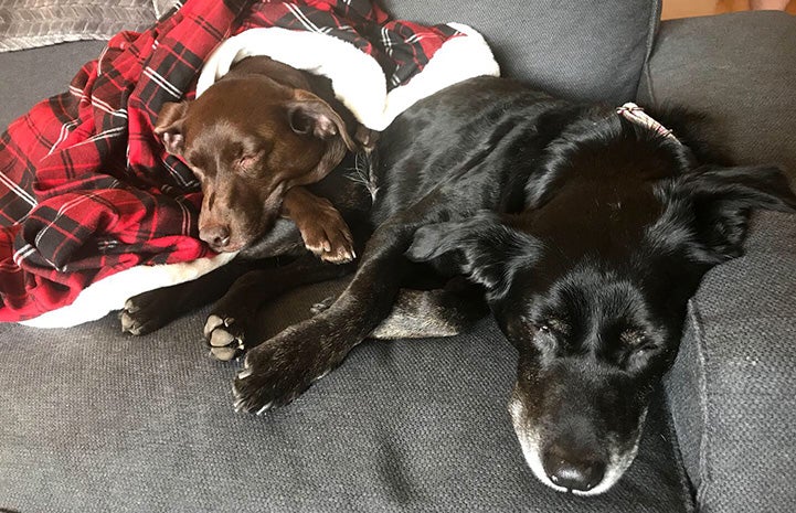 Carl and Cassie the dogs snuggled up and sleeping on the couch together