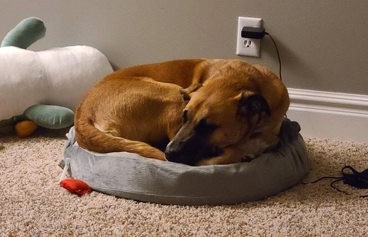 Charlie the dog lying in a small round dog bed