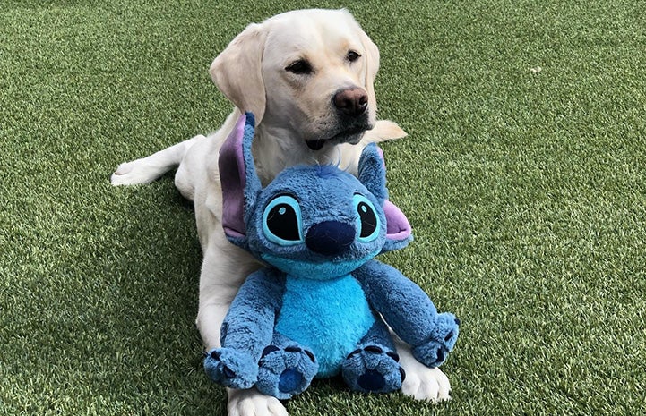 Cosmic Charlie the dog lying on the grass with a large stuffed Stitch toy