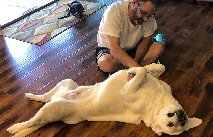 Cosmic Charlie the dog lying on his back getting a belly rub from his adopter