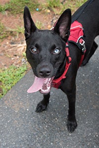 Bagel the dog wearing a red harness with tongue hanging out of his mouth