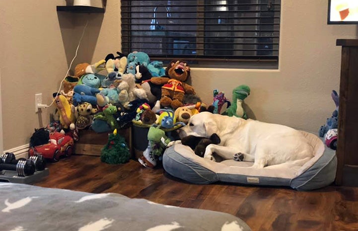 Cosmic Charlie the dog lying on a bed next to a huge pile of stuffed toys