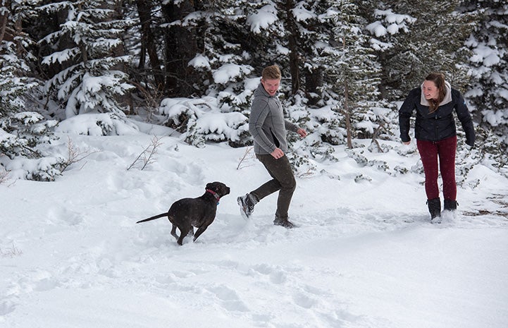 Dakota the dog running and playing in the snow with her two adopters