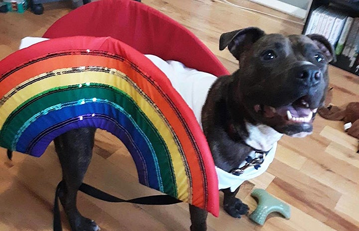 Tiggs the dog wearing a rainbow costume