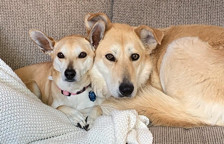 Eliza and Bambi the dogs snuggled up next to each other on a couch