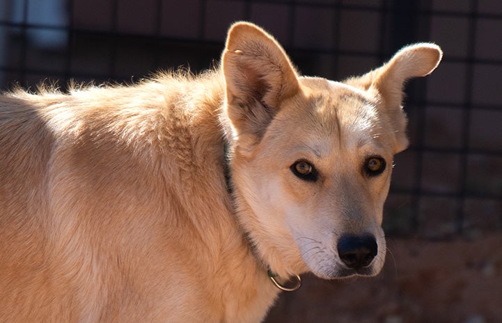 Eliza the dog when still at Best Friends Animal Sanctuary