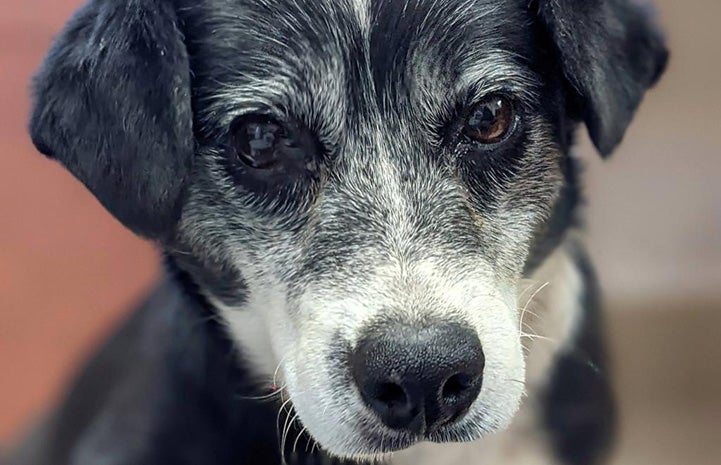 Close-up of the face of Glitter the dog