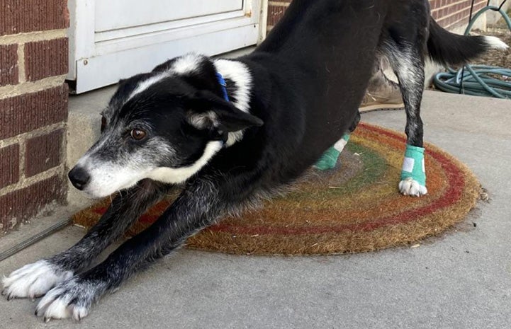 Glitter the dog stretching on a rainbow welcome mat at a house