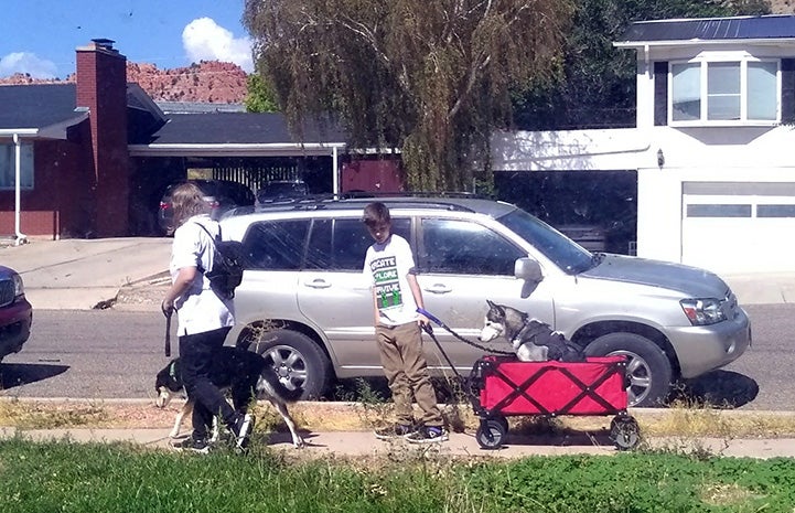 Grant the husky being taken for a walk in a wagon